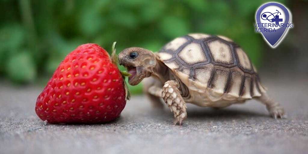 Cómo alimentar a nuestra tortuga