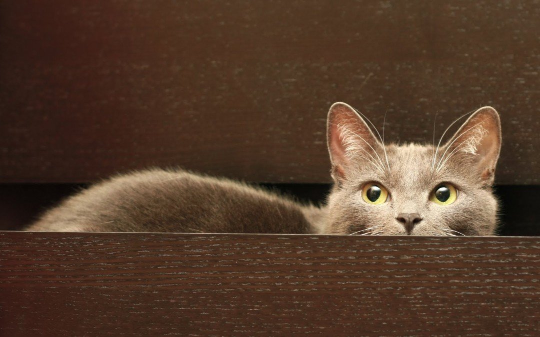 Castrar un gato: ventajas y cuidados a tener en cuenta